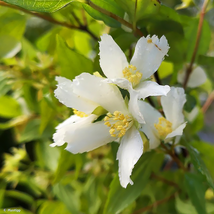 Jasmikkeet - Philadelphus