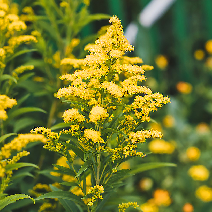 Solidago - piiskut