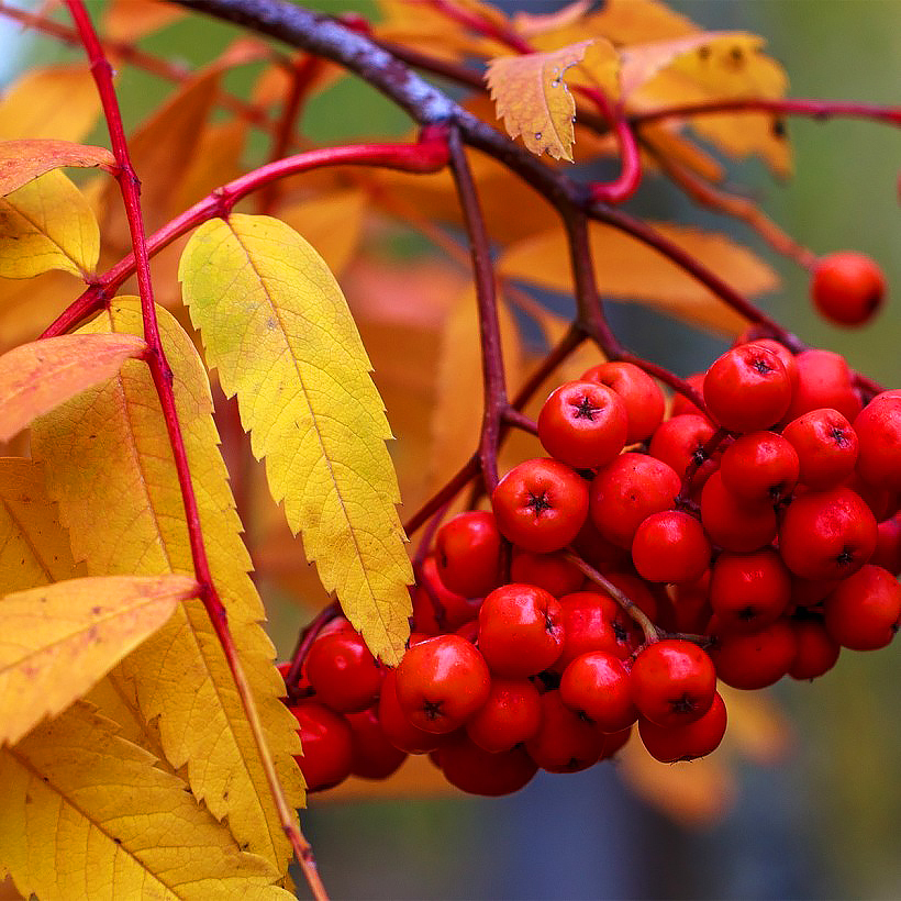 Pihlajat - Sorbus
