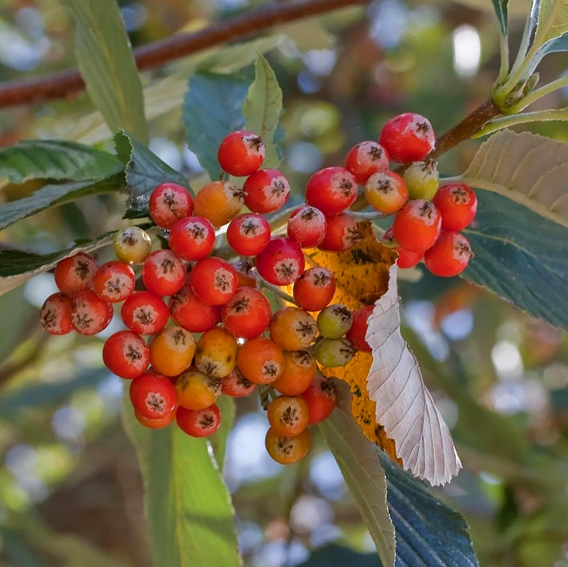 Sorbiers fruitiers
