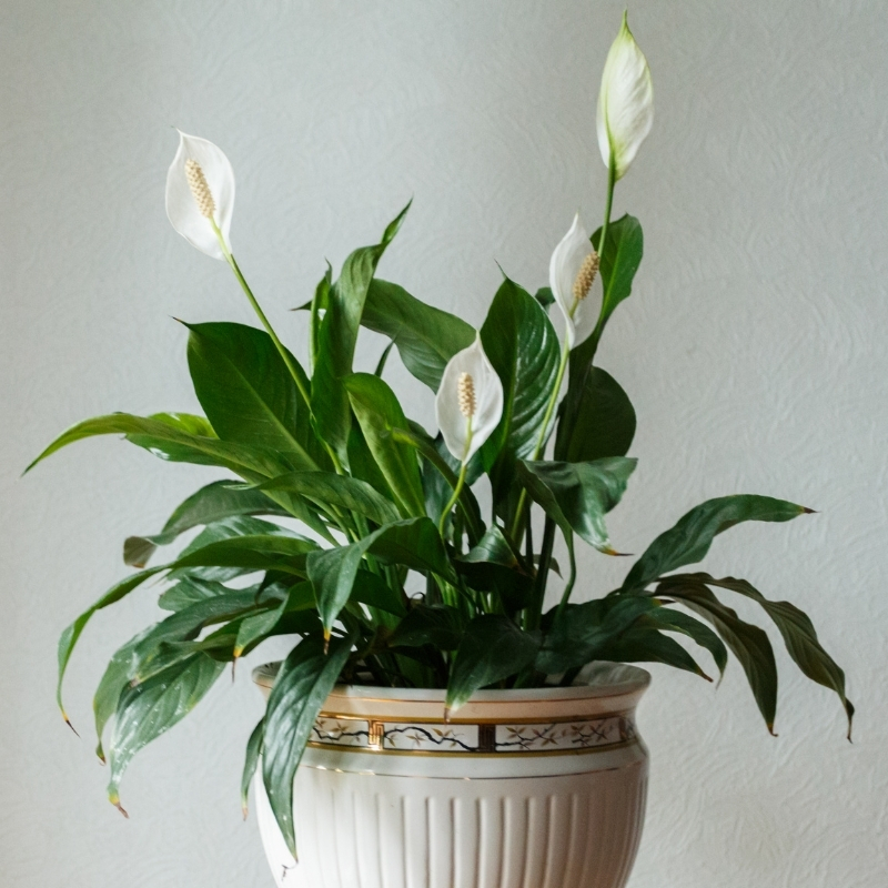 Spathiphyllum - viirivehkat