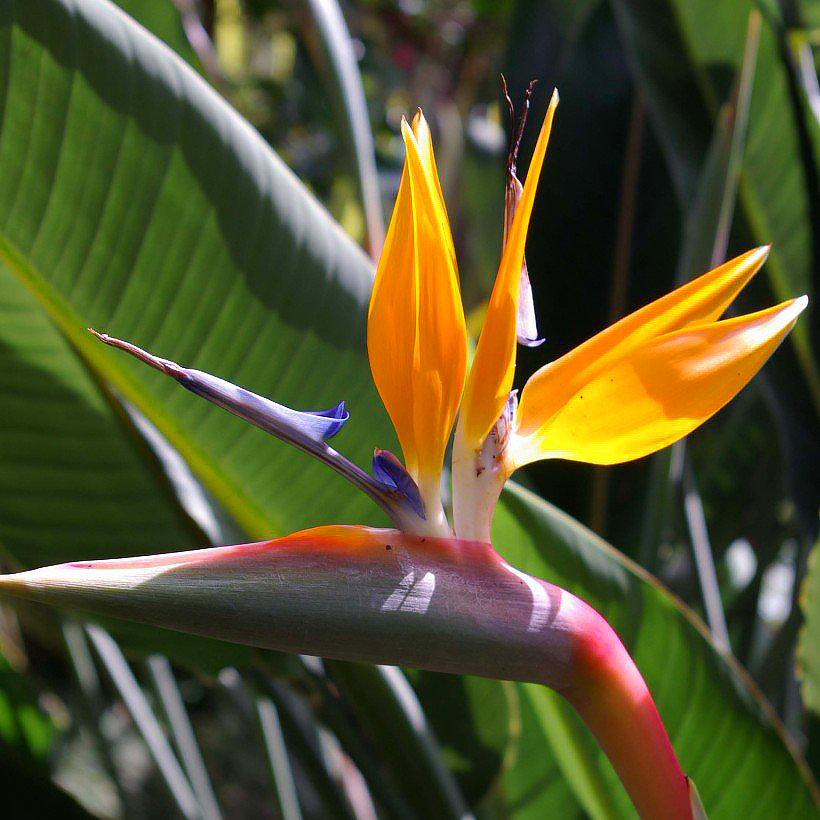 Strelitzia - kolibrikukat