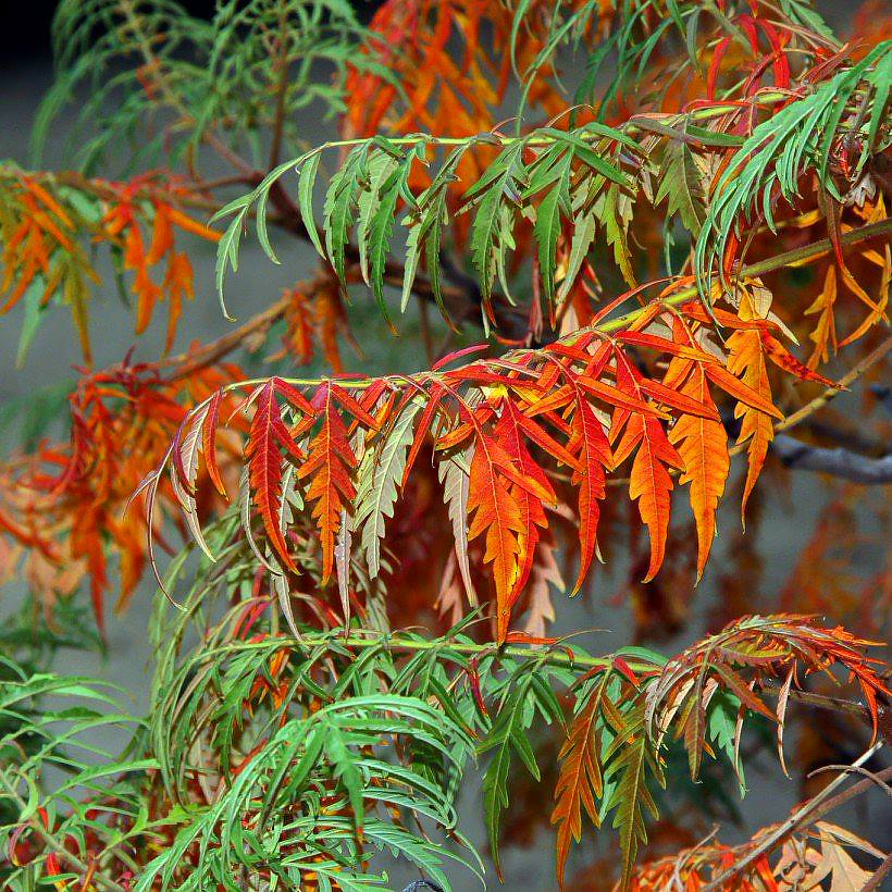 Sumakit - Rhus
