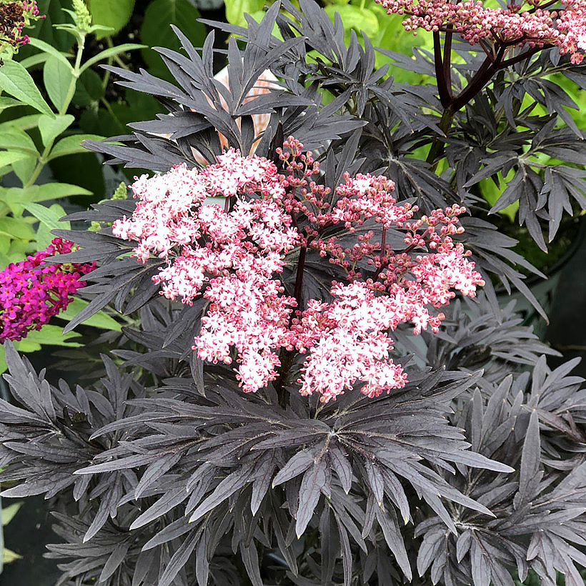 Selja - Sambucus