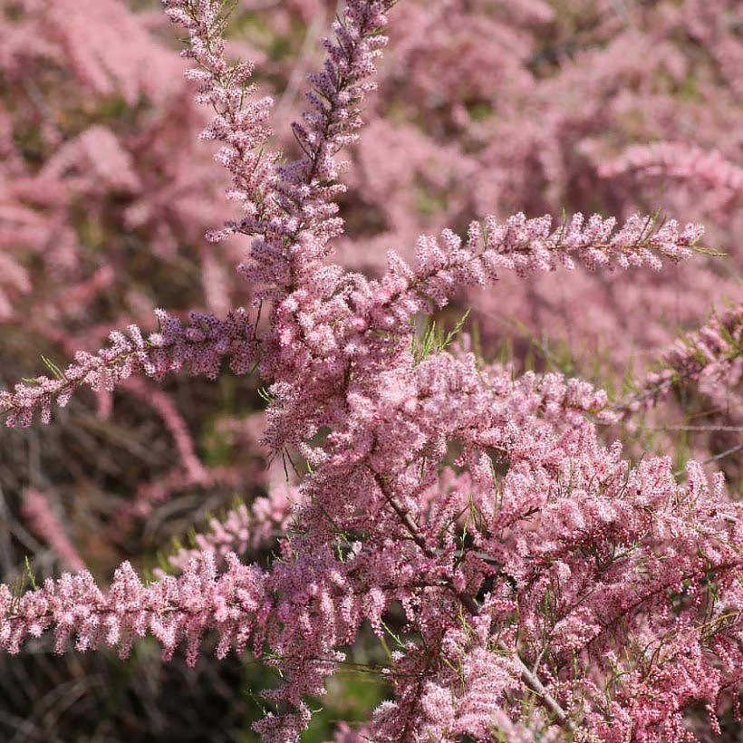 Tamariskit