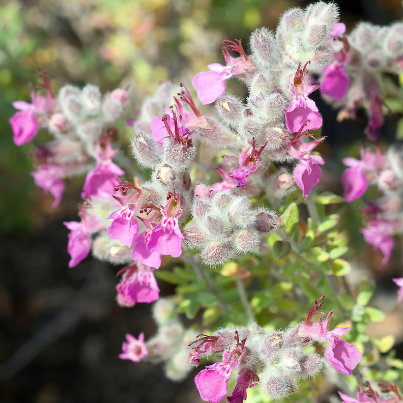 Teucrium - teurikat
