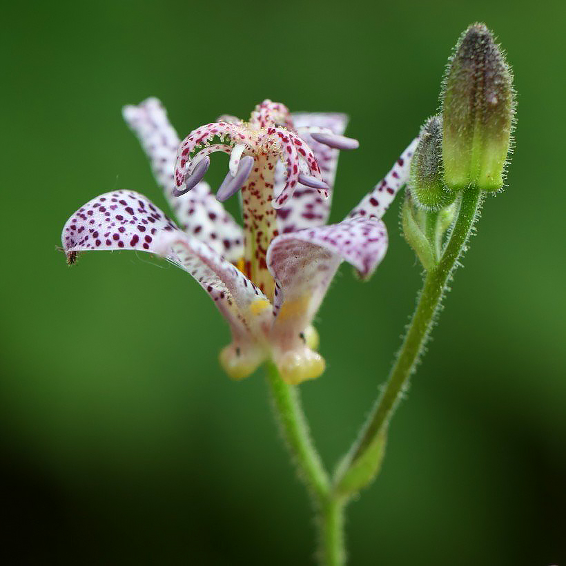 Tricyrtis - konnanliljat