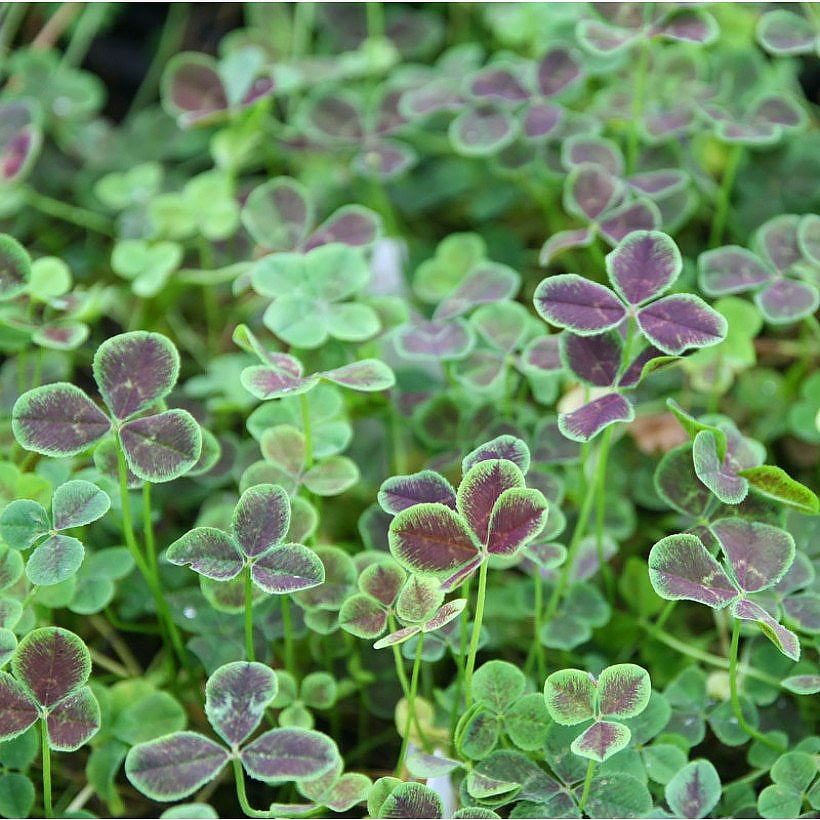 Apilat - Trifolium