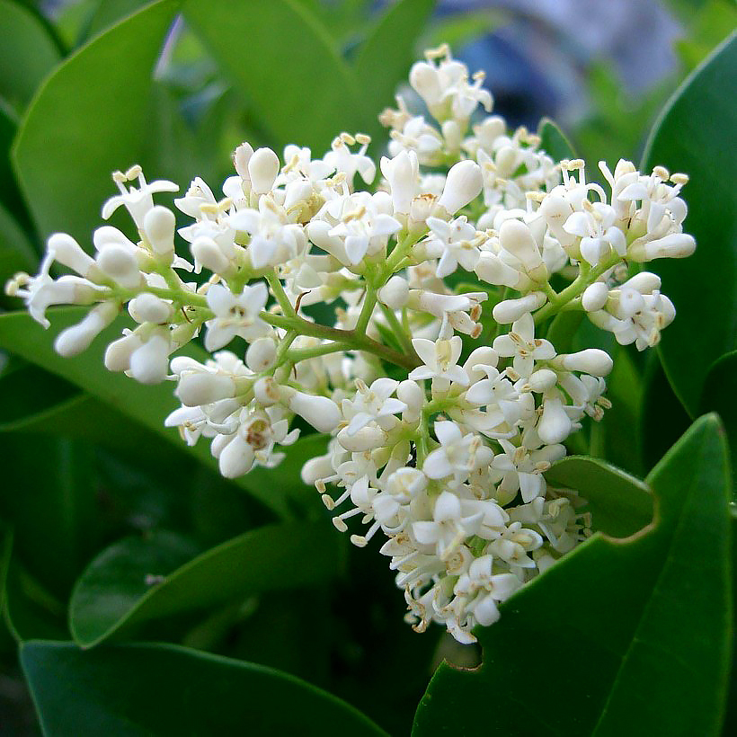 Ligusterit - Ligustrum