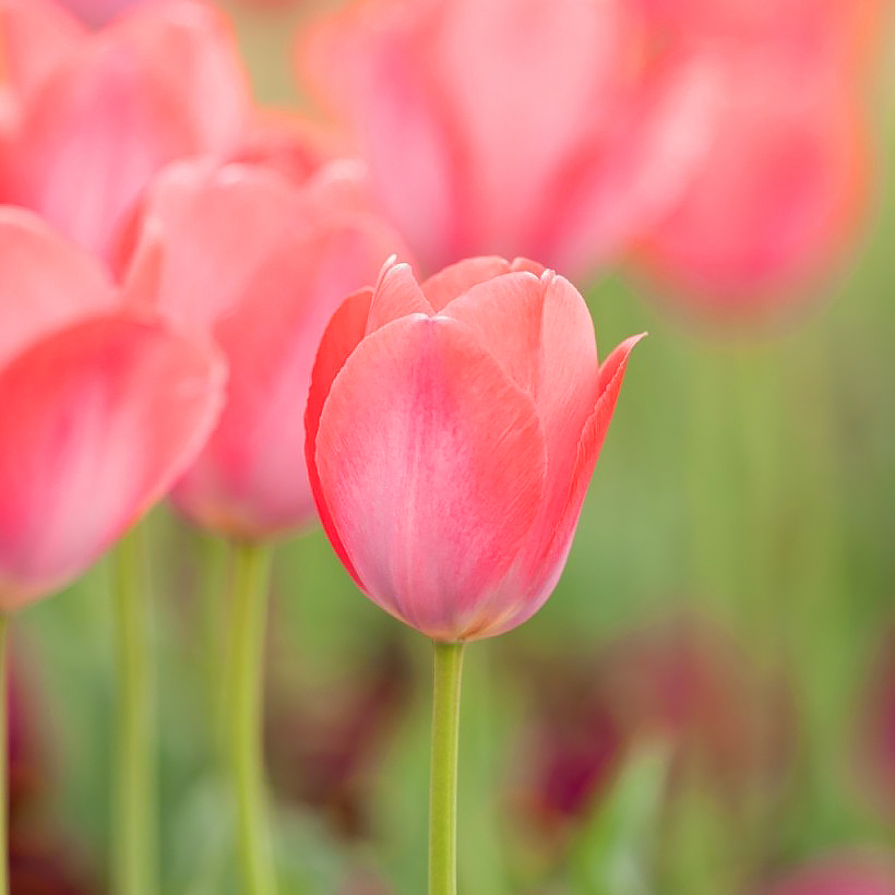 Tulipes à fleurs roses