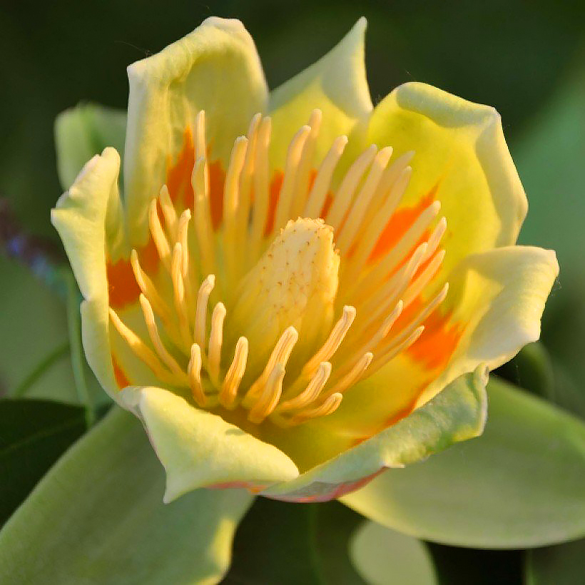 Tulppaanipuut - Liriodendron
