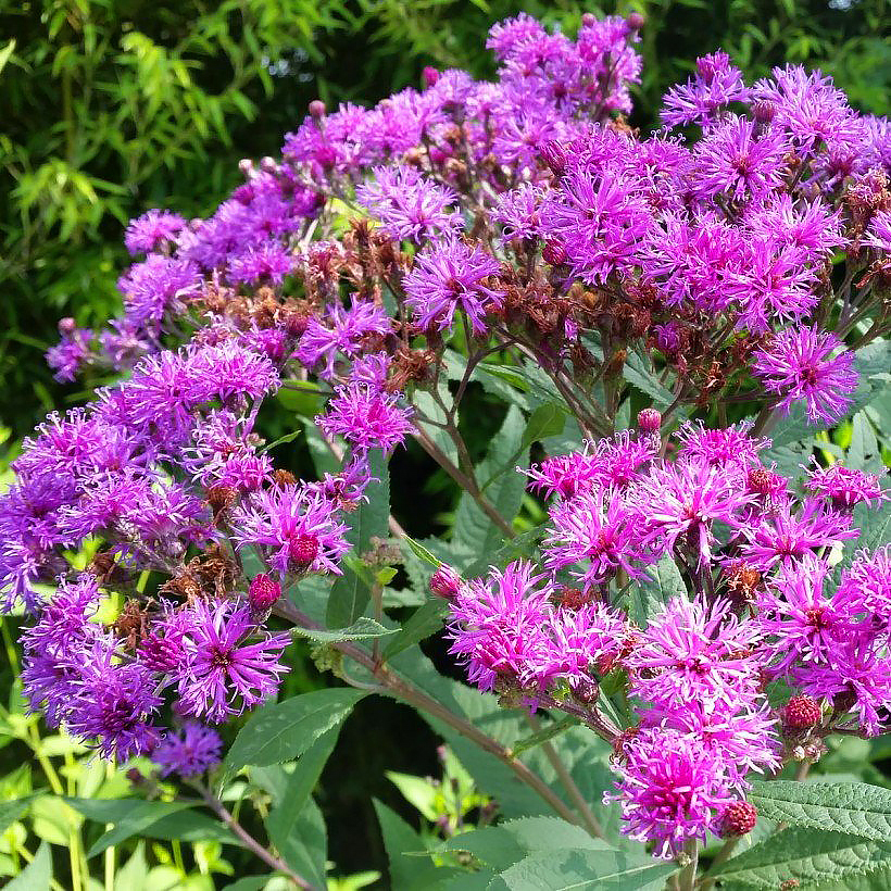 Vernonia - Vernonia