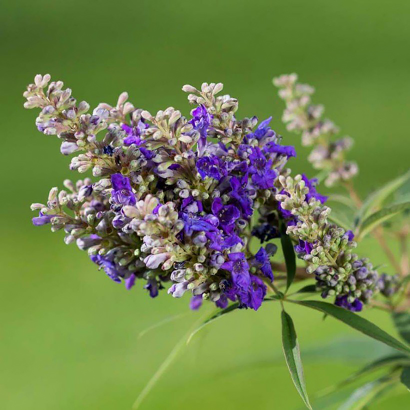 Vitex - siveydenpuu