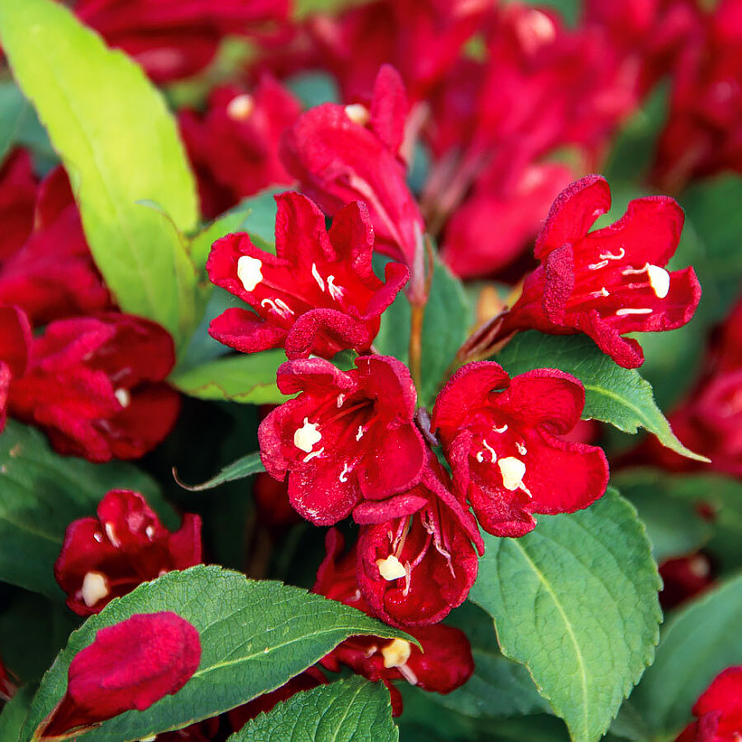 Punakukkaiset kotakuusamat