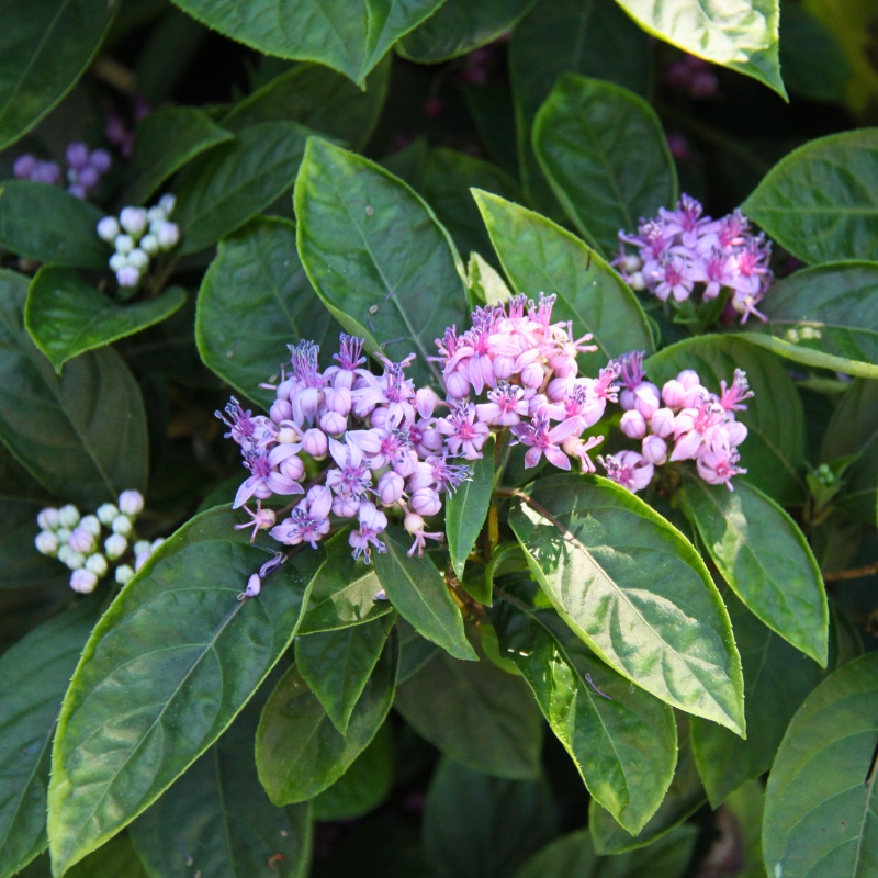 Dichroa