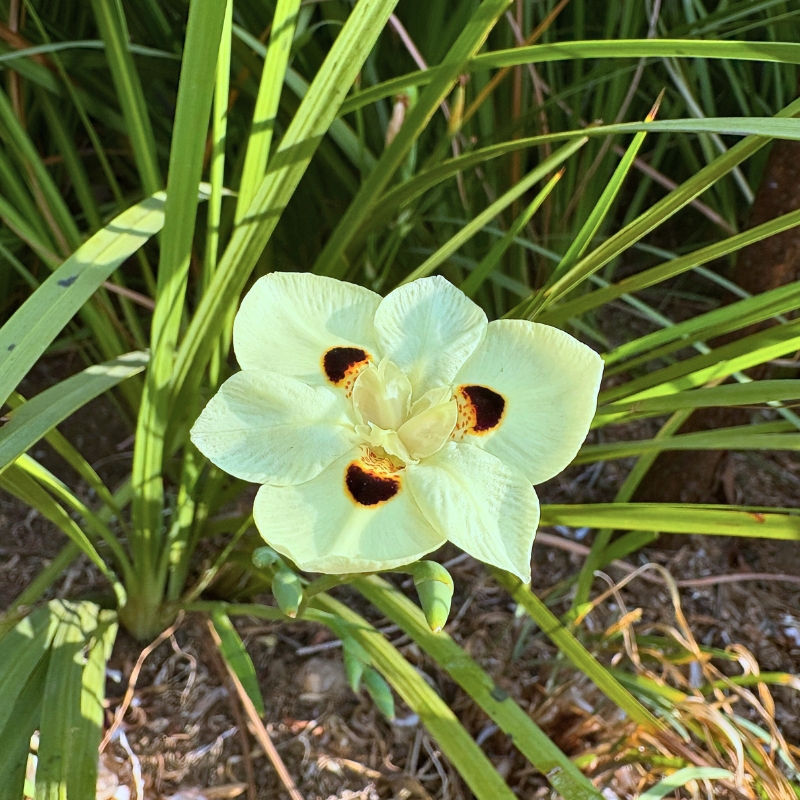 Dietes