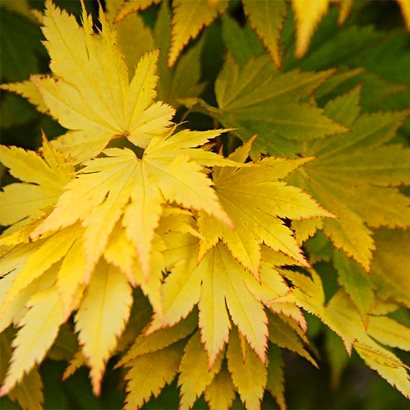 Vaahterat - Acer
