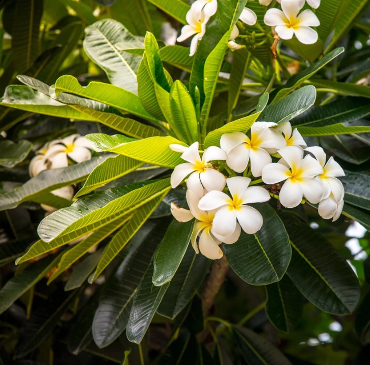 Temppelipuut - Plumeria