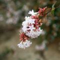 Abelia x grandiflora