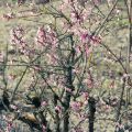 Vitipensas Roseum
