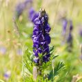 Aitoukonhattu - Aconitum napellus