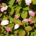Kiinanlaikkuköynnös - Actinidia kolomikta