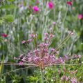 Palestiinanlaukka - Allium schubertii