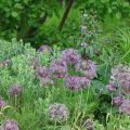 Tähtilaukka - Allium christophii