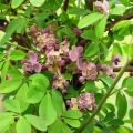 Rinneakebia Silver Bells