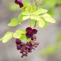 Rinneakebia - Akebia quinata