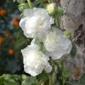 Tarhasalkoruusu Chater's Double Blanc
