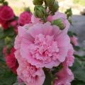 Tarhasalkoruusu Chater's Double Rose