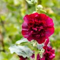 Tarhasalkoruusu Chatter's Red