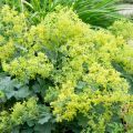 Jättipoimulehti - Alchemilla mollis