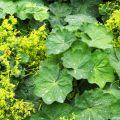Poimulehti - Alchemilla vulgaris