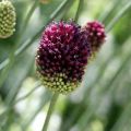 Pallerolaukka - Allium sphaerocephalon
