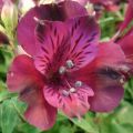 Inkalilja Inticancha Dark Purple