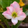 Ritarinkukka Apple Blossom