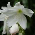Aitoamaryllis Alba