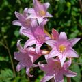 Aitoamaryllis - Amaryllis belladonna