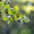 Marjatuomipihlaja Saskatoon Berry
