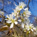 Rusotuomipihlaja - Amelanchier lamarckii