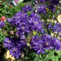 Lehtoakileija Clementine Blue