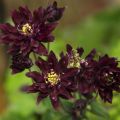 Lehtoakileija Clementine Dark Purple