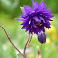 Lehtoakileija Blue Barlow