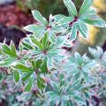 Japaninkellovaivero Little Frosty