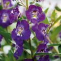 Angelonia angustifolia Angelface Blue Mini-mottes