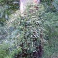 Mukulapinaatti - Anredera cordifolia
