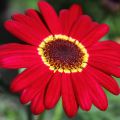 Kanarianmarketta Grandaisy Ruby