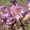 Lehtoakileija var. stellata Rose Barlow